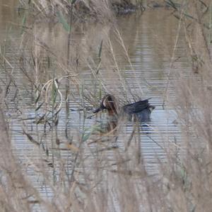 Common Teal