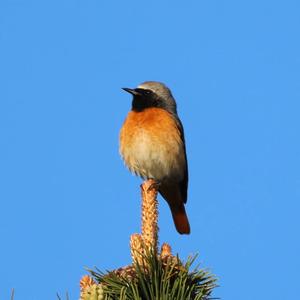 Common Redstart