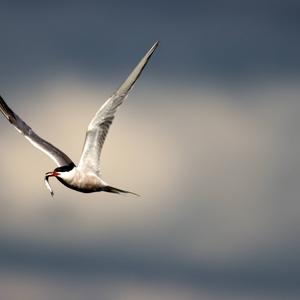 Arctic Tern