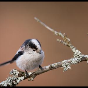 Long-tailed Tit