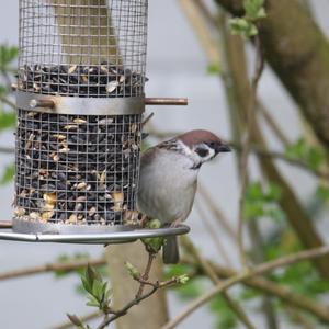 Eurasian Tree Sparrow