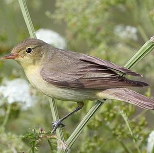 Icterine Warbler