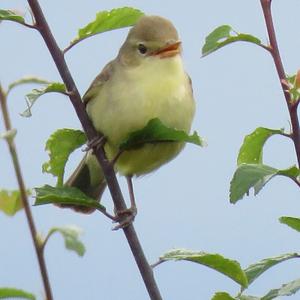 Melodious Warbler