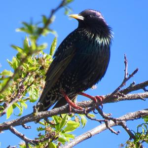 Common Starling