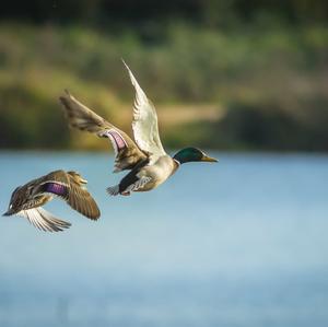 Mallard