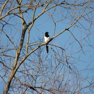 Black-billed Magpie