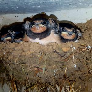 Barn Swallow