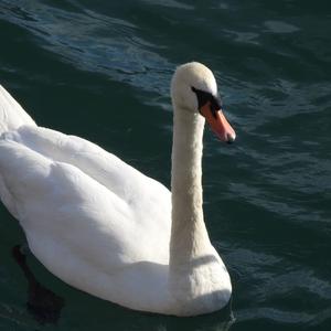 Mute Swan