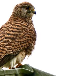 Common Kestrel