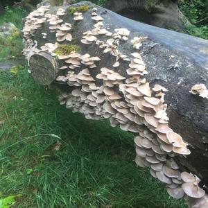 Oyster Mushroom