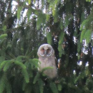 Long-eared Owl