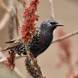 Common Starling