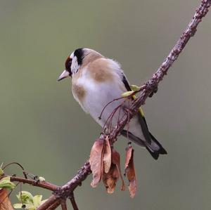 European Goldfinch