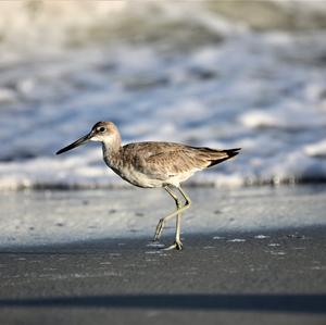 Willet