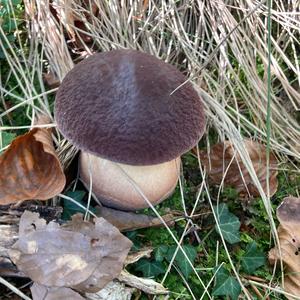 King Bolete