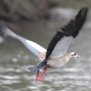 Nilgans