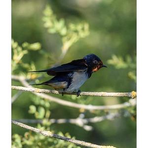 Barn Swallow