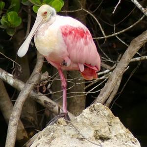 Roseate Spoonbill