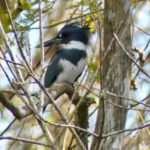 Belted Kingfisher