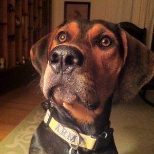 Black and Tan Coonhound