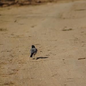 White Wagtail