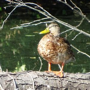 Mallard