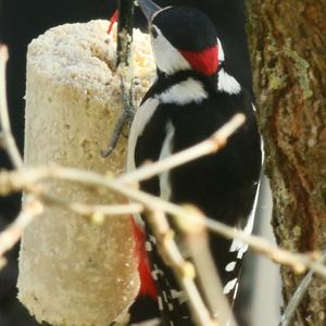 Great Spotted Woodpecker