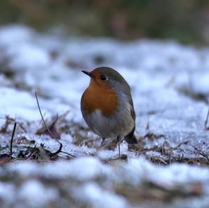 European Robin