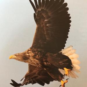 White-tailed Eagle