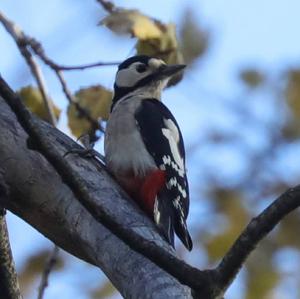 Great Spotted Woodpecker