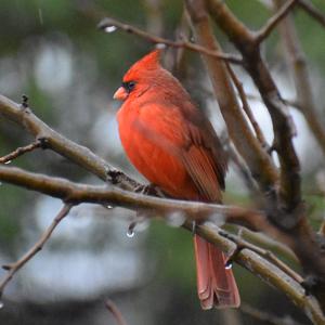 Northern Cardinal