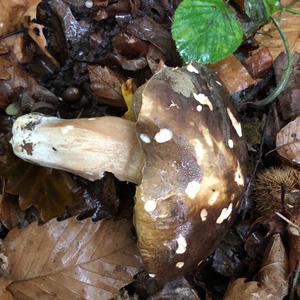 King Bolete