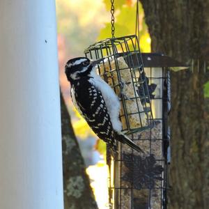 Hairy Woodpecker