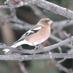 Eurasian Chaffinch