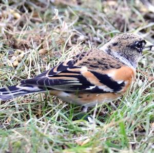 Brambling