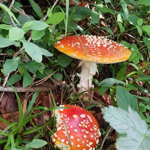 Fly Agaric