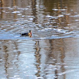 Wood Duck