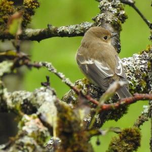 European Pied Flycatcher