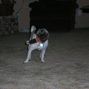 Mops