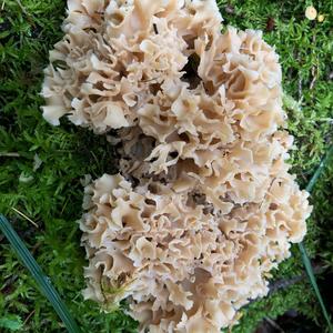 Eastern Cauliflower Mushroom