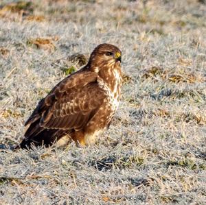 Mäusebussard