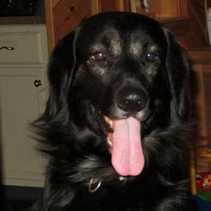 Unknown Breed