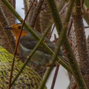 European Robin