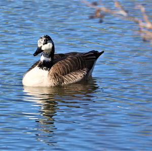 Canada Goose