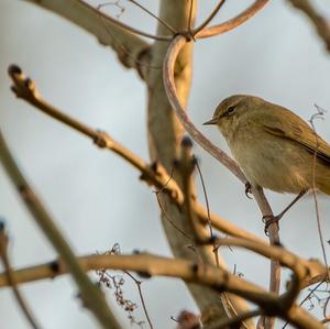 Common Chiffchaff