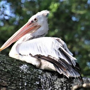 Spot-billed Pelican