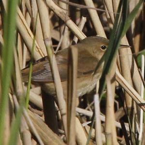 Eurasian Reed-warbler