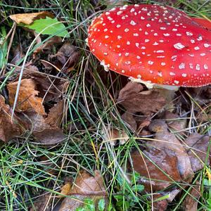 Fly Agaric