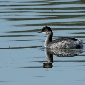 Black-necked Grebe