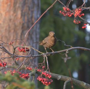 Amsel